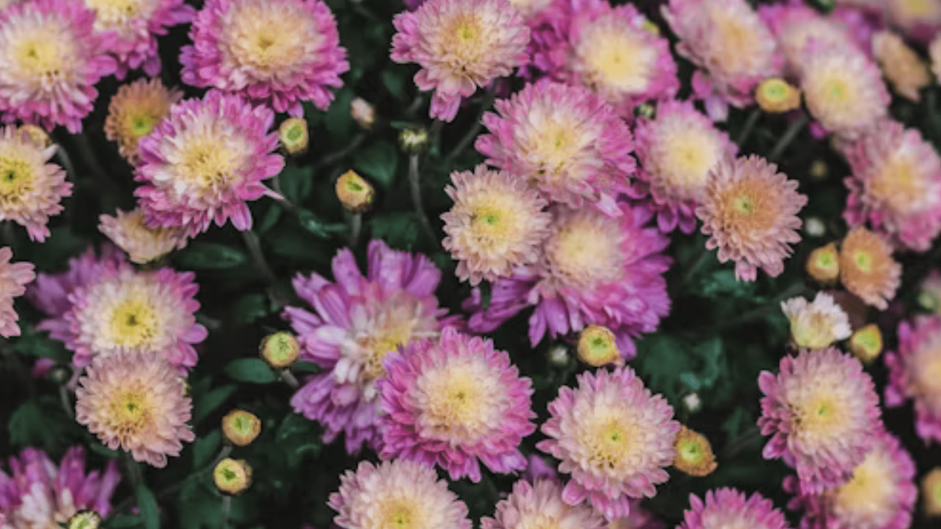 Get Well Soon Flowers