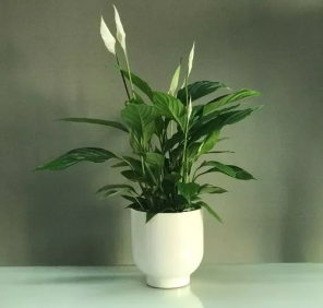 peace lily plant