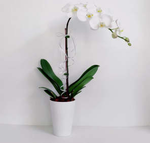 orchid plant single stem