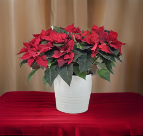 Christmas flower plant