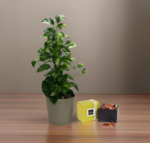 money plant and chocolates