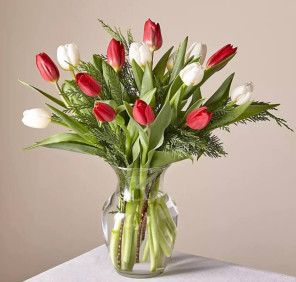 20 RED WHITE TULIPS