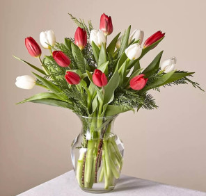 red white tulips