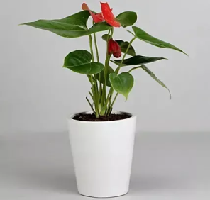 Red Anthurium Plant