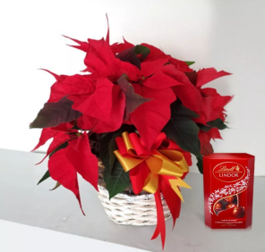 poinsettia plants chocolates