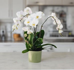 Orchid Plants