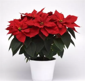 poinsettia plant delivery