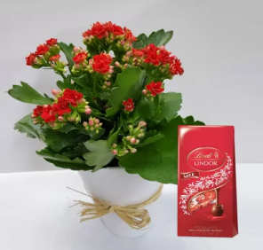 KALANCHOE PLANT