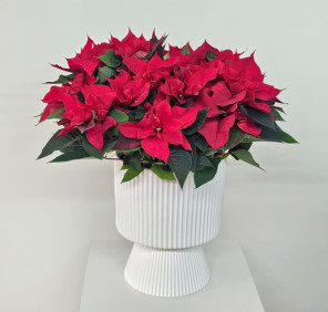 Christmas flower plant