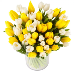 yellow white tulips