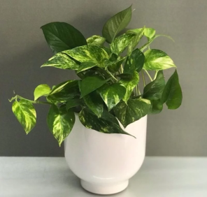 money plant in vase